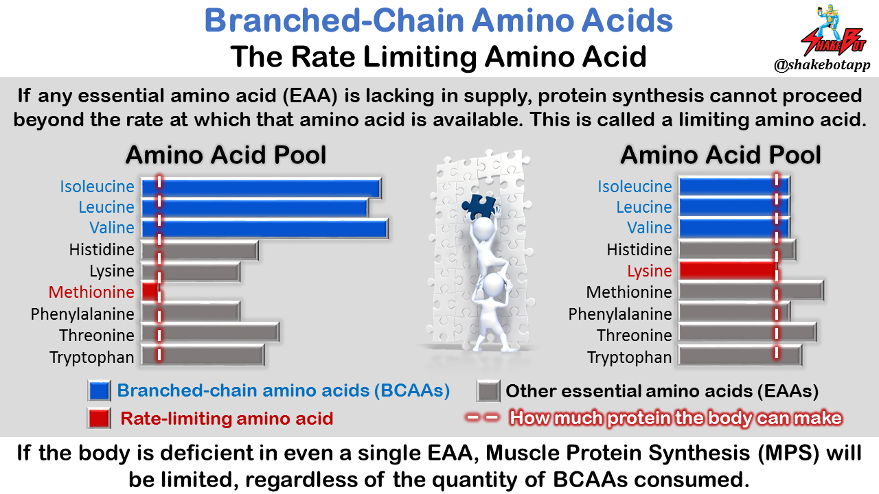 Branched-Chain-Amino-Acids-Rate-Limiting-Amino-Acid