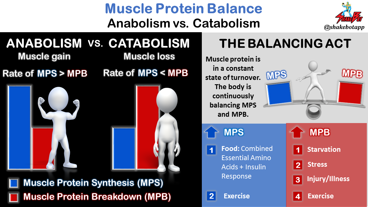 BCAAs and muscle protein synthesis