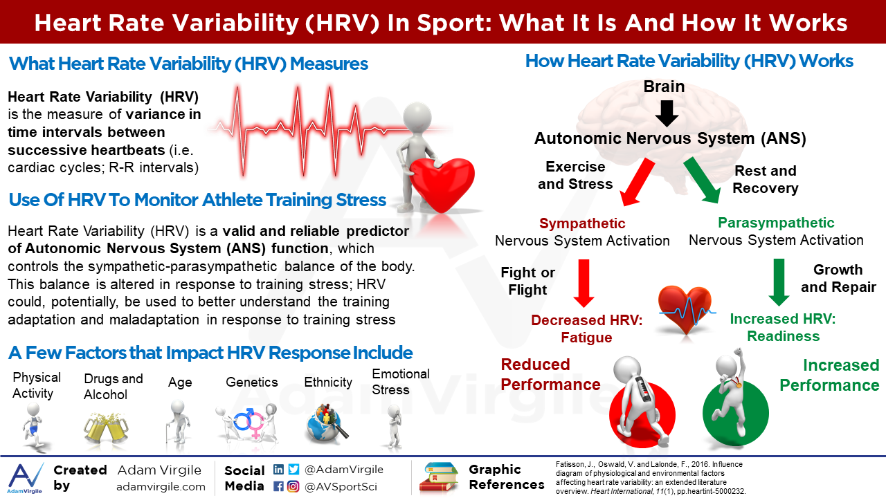 Read more about the article Heart Rate Variability (HRV) in Sport: A Review of the Research