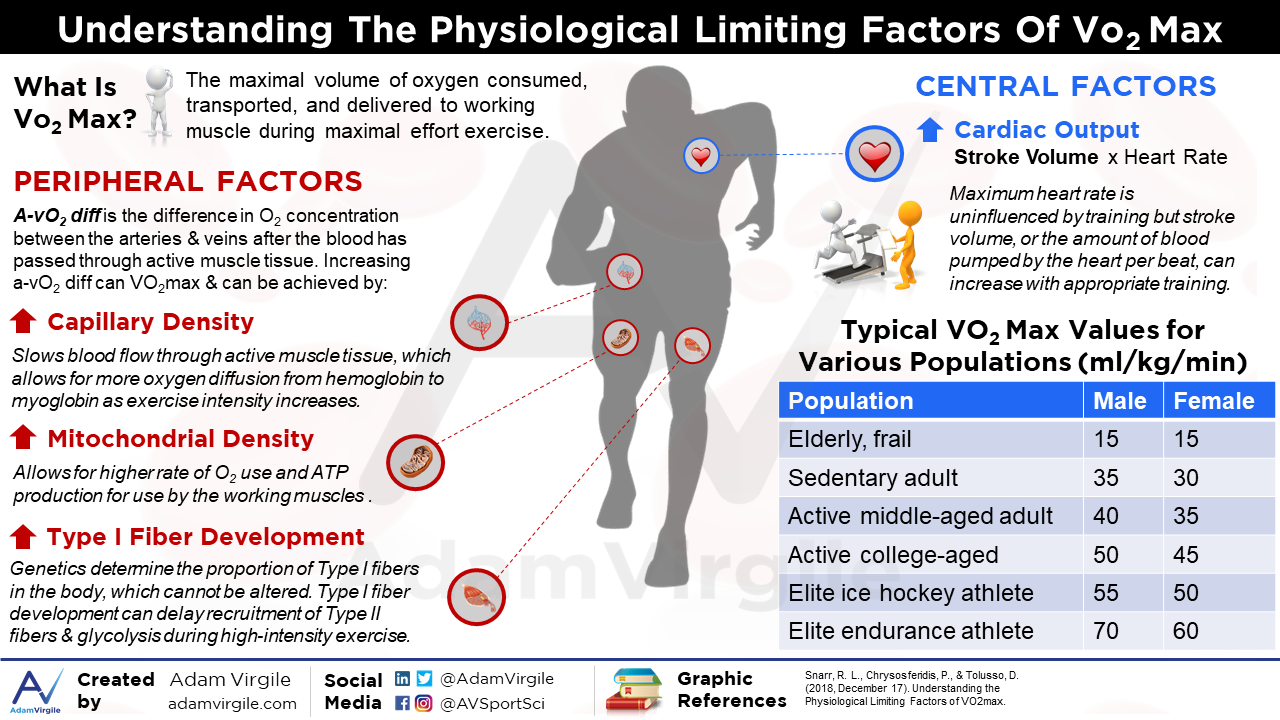 You are currently viewing Understanding the Physiological Limiting Factors of VO2 Max