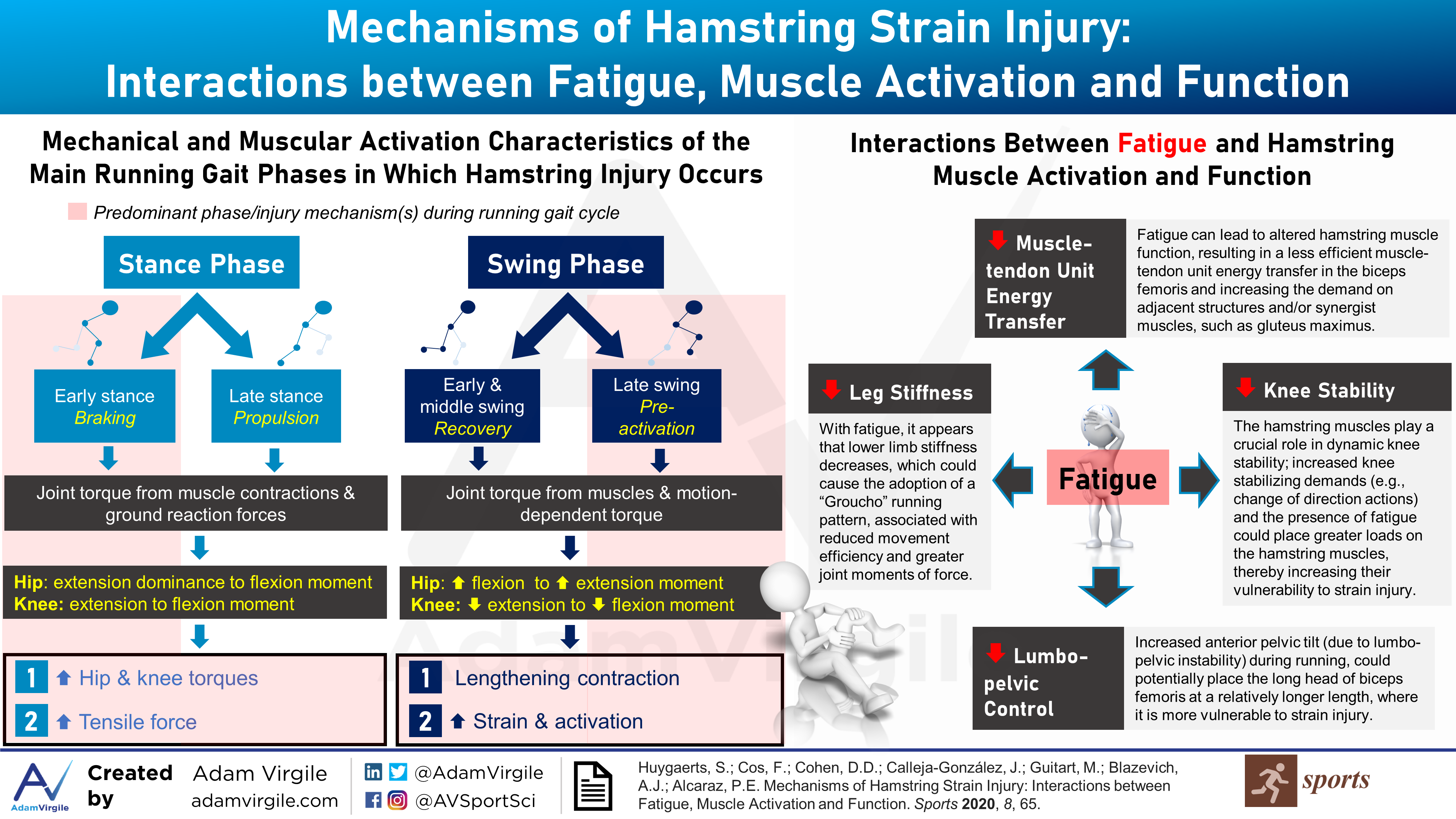 Read more about the article Mechanisms of Hamstring Strain Injury: Interactions between Fatigue, Muscle Activation and Function